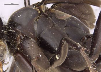 Media type: image;   Entomology 10019 Aspect: thorax lateral